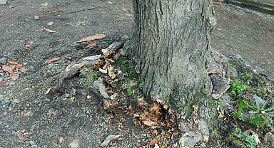 Trabzon Büyükşehir Belediyesi'nden "yeşil dokuya zarar" iddialarına yanıt