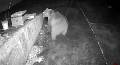 Trabzonlunun anons sistemi ayıyı korkup kaçırttı