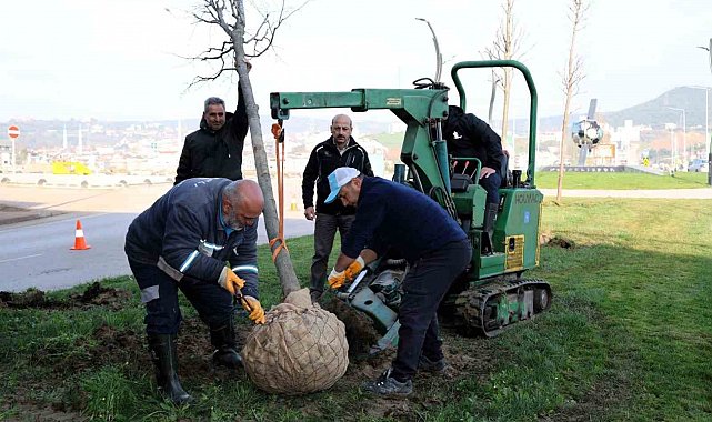 Tramvay çalışmasında sökülen ağaçlar yeni yerlerinde hayat bulacak