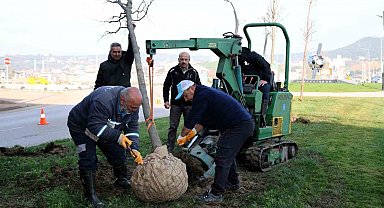 Tramvay çalışmasında sökülen ağaçlar yeni yerlerinde hayat bulacak
