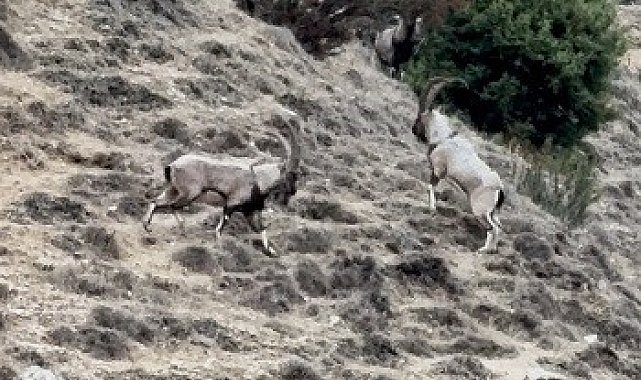 Tunceli'de tekelerin liderlik kavgası kamerada