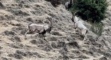 Tunceli'de tekelerin liderlik kavgası kamerada