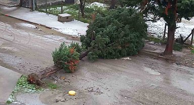 Türkeli'de fırtına ağaç devirdi, yol trafiğe kapandı