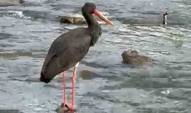 Türkiye'de nadir görülen kara leylek Karabük'te görüldü