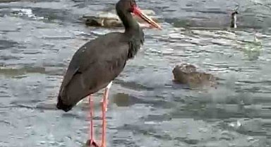 Türkiye'de nadir görülen kara leylek Karabük'te görüldü
