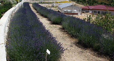 Türkiye'nin en zengin tıbbi aromatik merkezi Eskişehir'de