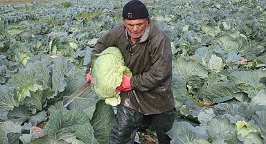 Turşuların başrol oyuncusu lahananın hasadına devam ediliyor