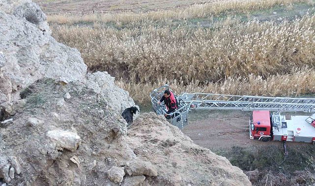 Uçurumda mahsur kalan keçileri itfaiye kurtardı