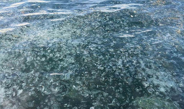 Üsküdar'da hayrete düşüren görüntü: Binlercesi kıyıya vurdu