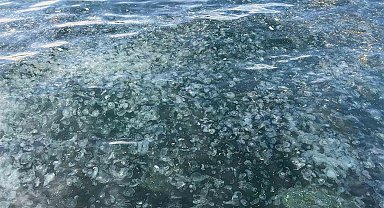 Üsküdar'da hayrete düşüren görüntü: Binlercesi kıyıya vurdu