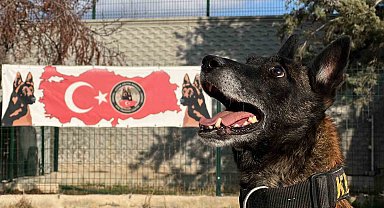Uyuşturucu tacirlerinin 'Bulamazlar' dedikleri zulaları burunları ile patlatıyorlar