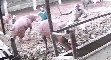 Üzerine zıplayan boğanın darbesiyle yere serildi: O anlar kamerada