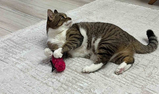 Uzmandan evcil hayvanlarda aşı uyarısı