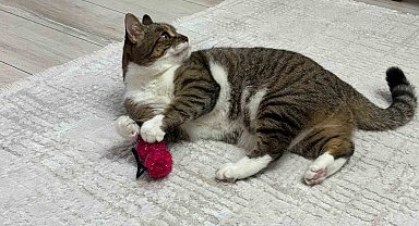 Uzmandan evcil hayvanlarda aşı uyarısı