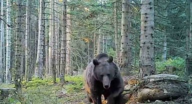 Uzmanlar kış uykusuna yatmaya hazırlanan ayılar konusunda uyardı