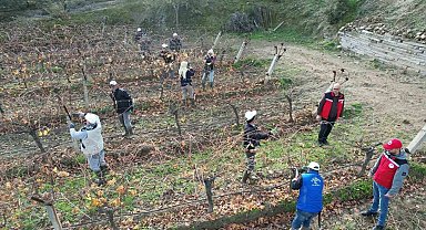 Üzüm bağlarında doğru budama için yerinde eğitim