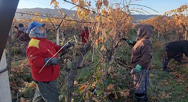 Üzüm bağlarında kadın istihdamı artıyor