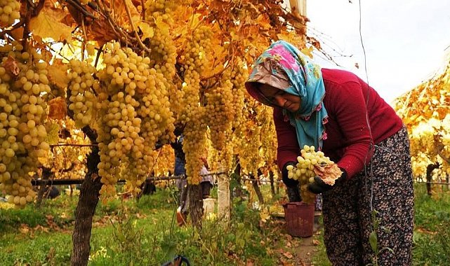 Üzüm hasadında sona yaklaşıldı