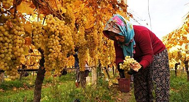 Üzüm hasadında sona yaklaşıldı