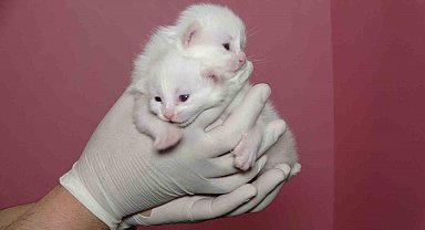 Van Kedi Villası'nda bu yıl 120 yavru dünyaya geldi