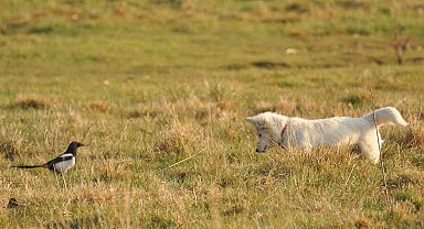 Van kedisine benzetti, fare avlayan köpek olduğu ortaya çıktı