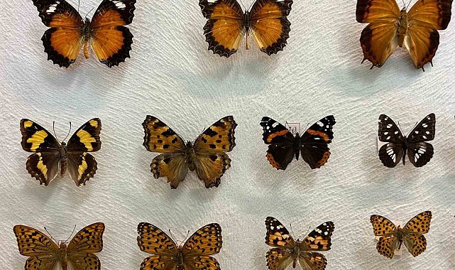 Van'da binlerce kelebeğin korunduğu araştırma koleksiyonu