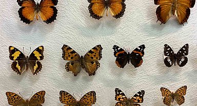 Van'da binlerce kelebeğin korunduğu araştırma koleksiyonu