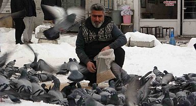 Van'da kar sonrası güvercinlerden görsel şölen