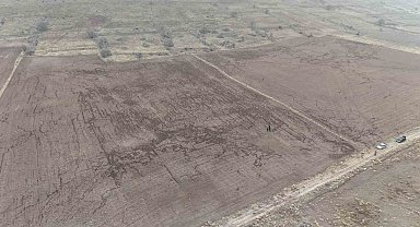 Yaban domuzları arpa ve buğday ekili tarlayı adeta haritaya çevirdi