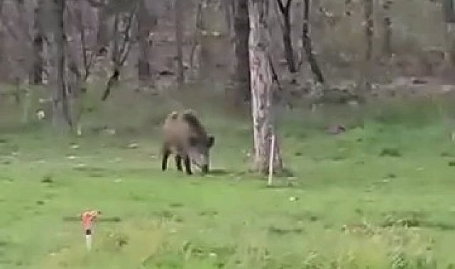 Yaban domuzu da üniversiteli oldu