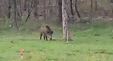 Yaban domuzu da üniversiteli oldu