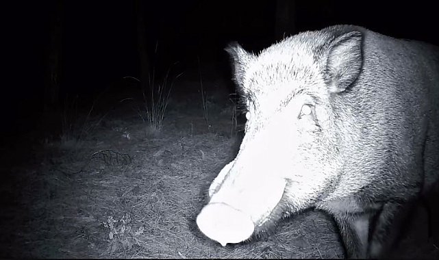 Yaban domuzunun fotokapanla savaşı: Söküp parçalamaya çalıştı