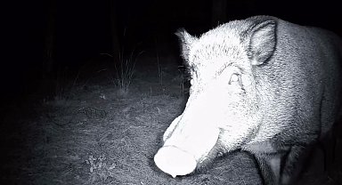 Yaban domuzunun fotokapanla savaşı: Söküp parçalamaya çalıştı