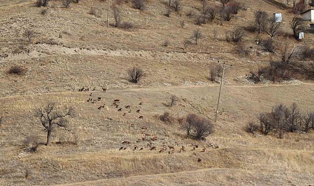 Yaban keçileri tek tek sayılıyor