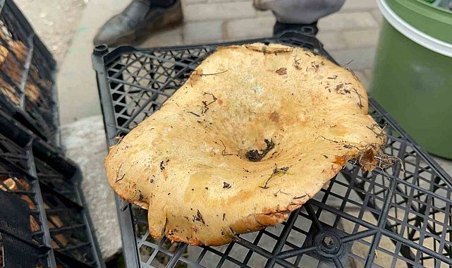 Yağmur yağdı, fiyatı 300 liradan 100 liraya düştü