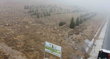 Yahyalı'ya bin 200 fidan dikildi