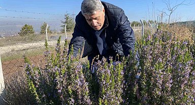 Yapılan 10 yıllık çalışma sonucunda artık Eskişehir'de biberiye üretilebiliyor