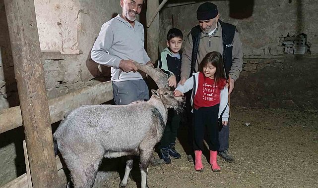Yaralı halde buldukları dağ keçisine 'Garip' adını verdiler