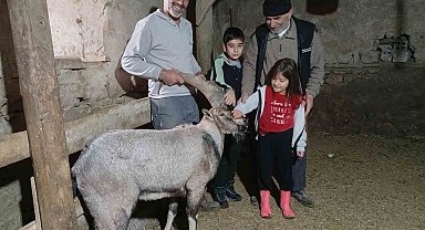 Yaralı halde buldukları dağ keçisine 'Garip' adını verdiler