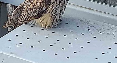 Yaralı halde bulunan kulaklı orman baykuşu koruma altına alındı