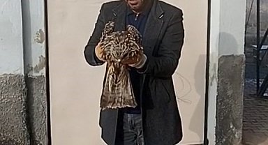 Yaralı kartal koruma altına alındı