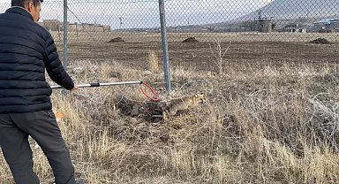 Yaralı kızıl tilki tedavi edilerek doğaya salındı