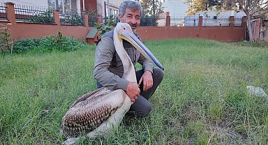 Yaralı pelikanın yürek ısıtan dostluğu
