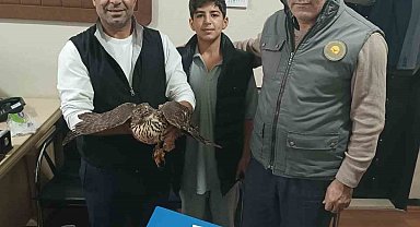 Yaralı şahin tedavi altına alındı