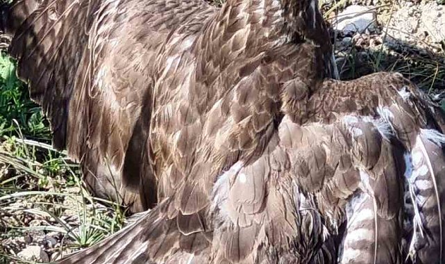 Yaralı şahin tedaviye alındı