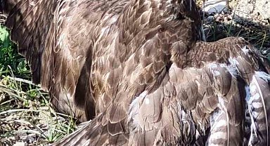 Yaralı şahin tedaviye alındı