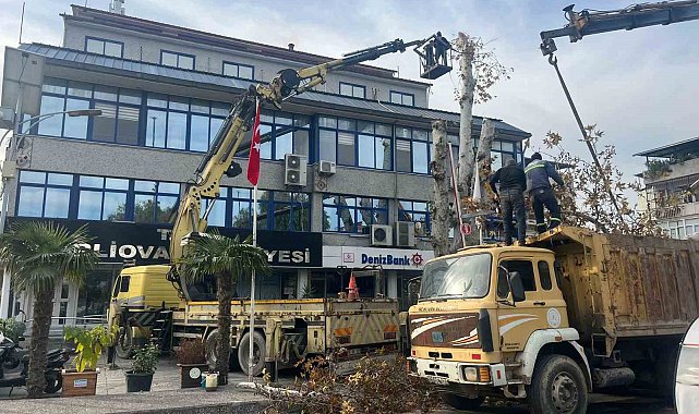 Yaşı 200'e yaklaşan çınar ağacı budandı