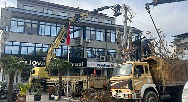 Yaşı 200'e yaklaşan çınar ağacı budandı