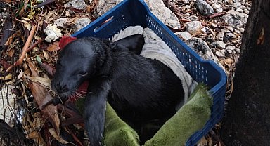 Yavru foka balıkçı şefkati: "Seni iyileştireceğiz evlat"