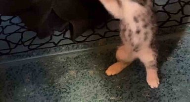 Yavru kedi camide vaaz sırasında cemaatle ve tespihle oynadı